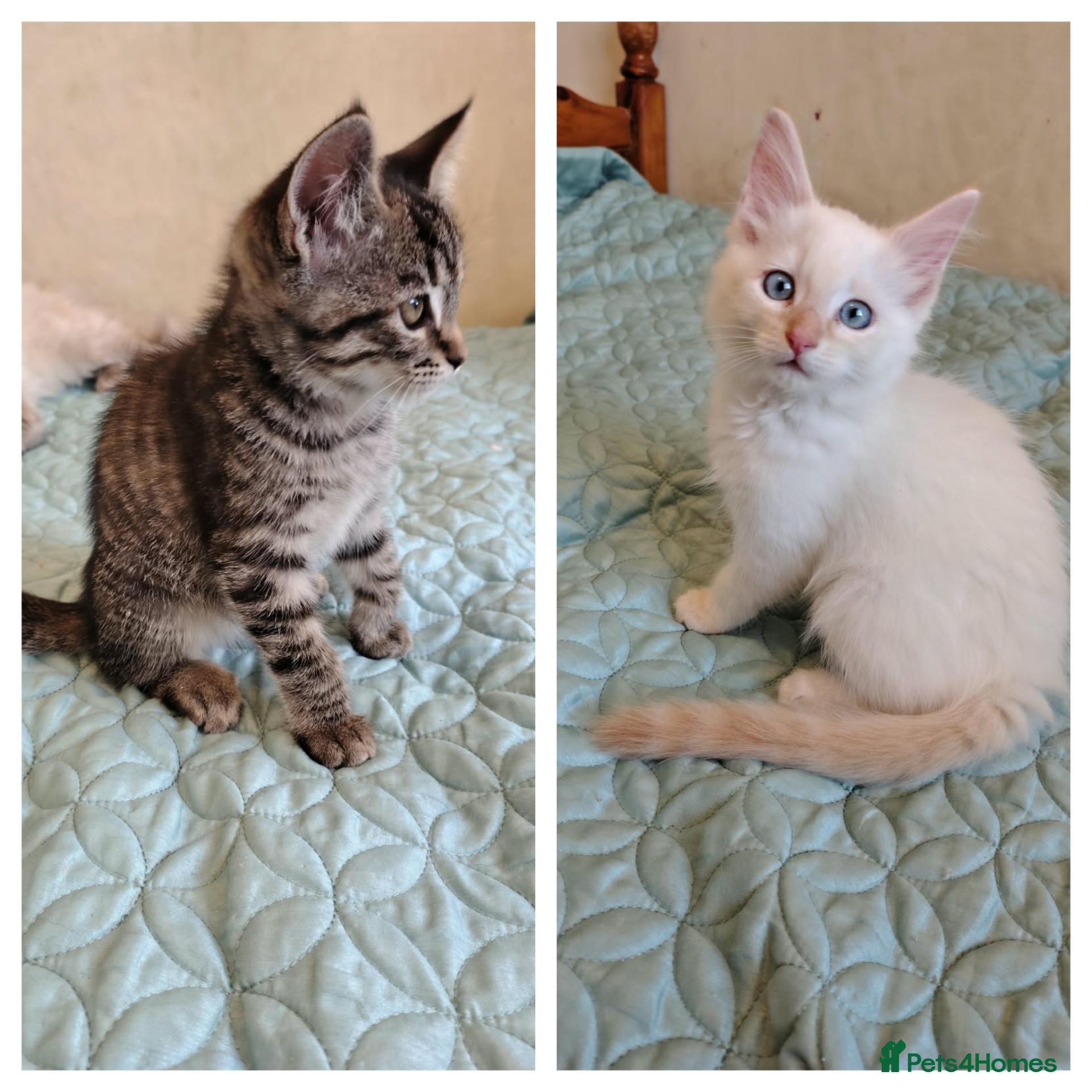 Mixed Breed cats Blue eyed ragdoll mix kittens - Advert 16