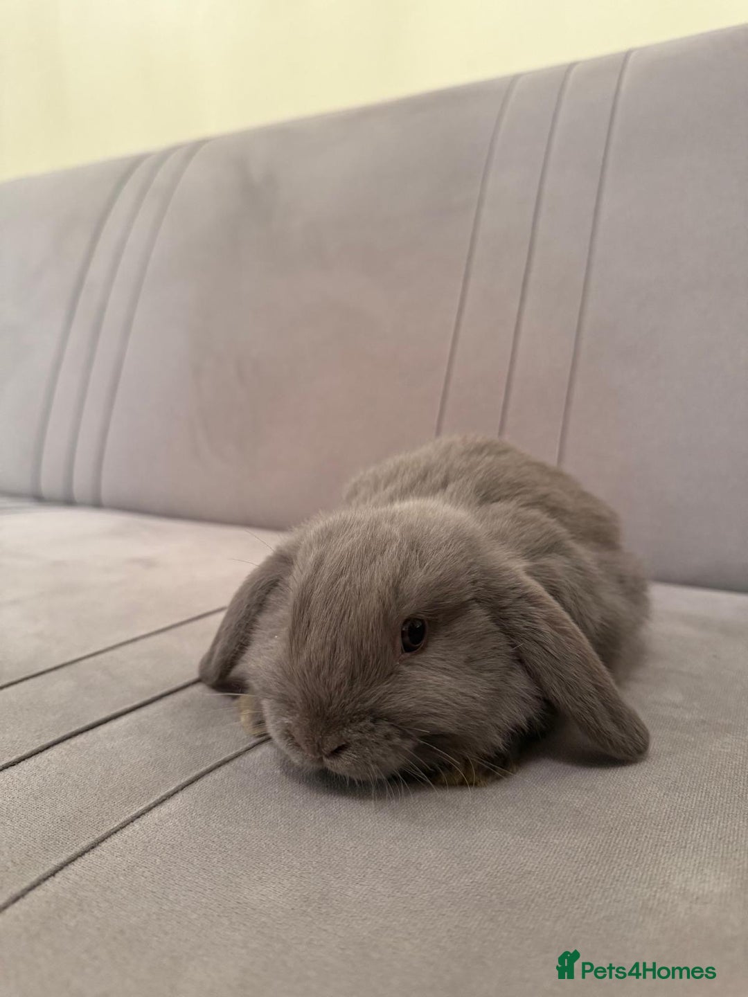 Mini Lion Lop rabbits for sale: Mini lop  - Advert 5