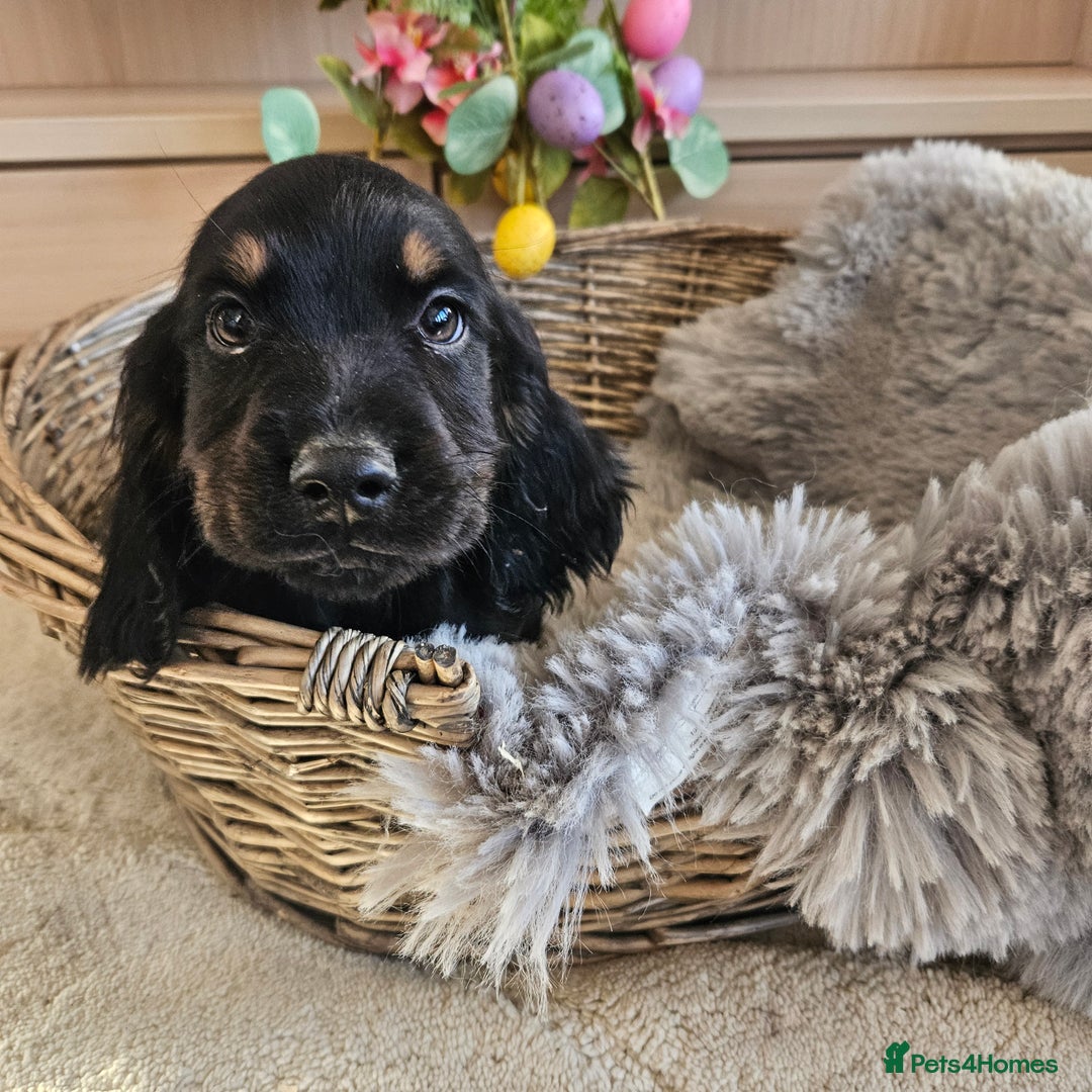 Cocker Spaniel dogs for sale: Stunning mix of working type cocker spaniels  - Advert 24