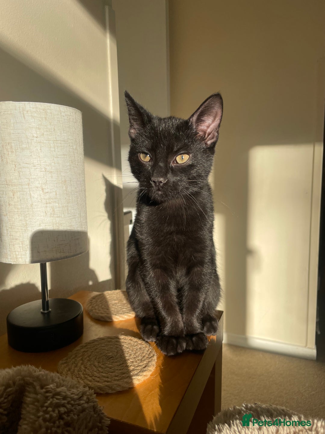 Mixed Breed cats for sale: BROTHER AND SISTER IN NEED OF A NEW HOME  - Advert 3