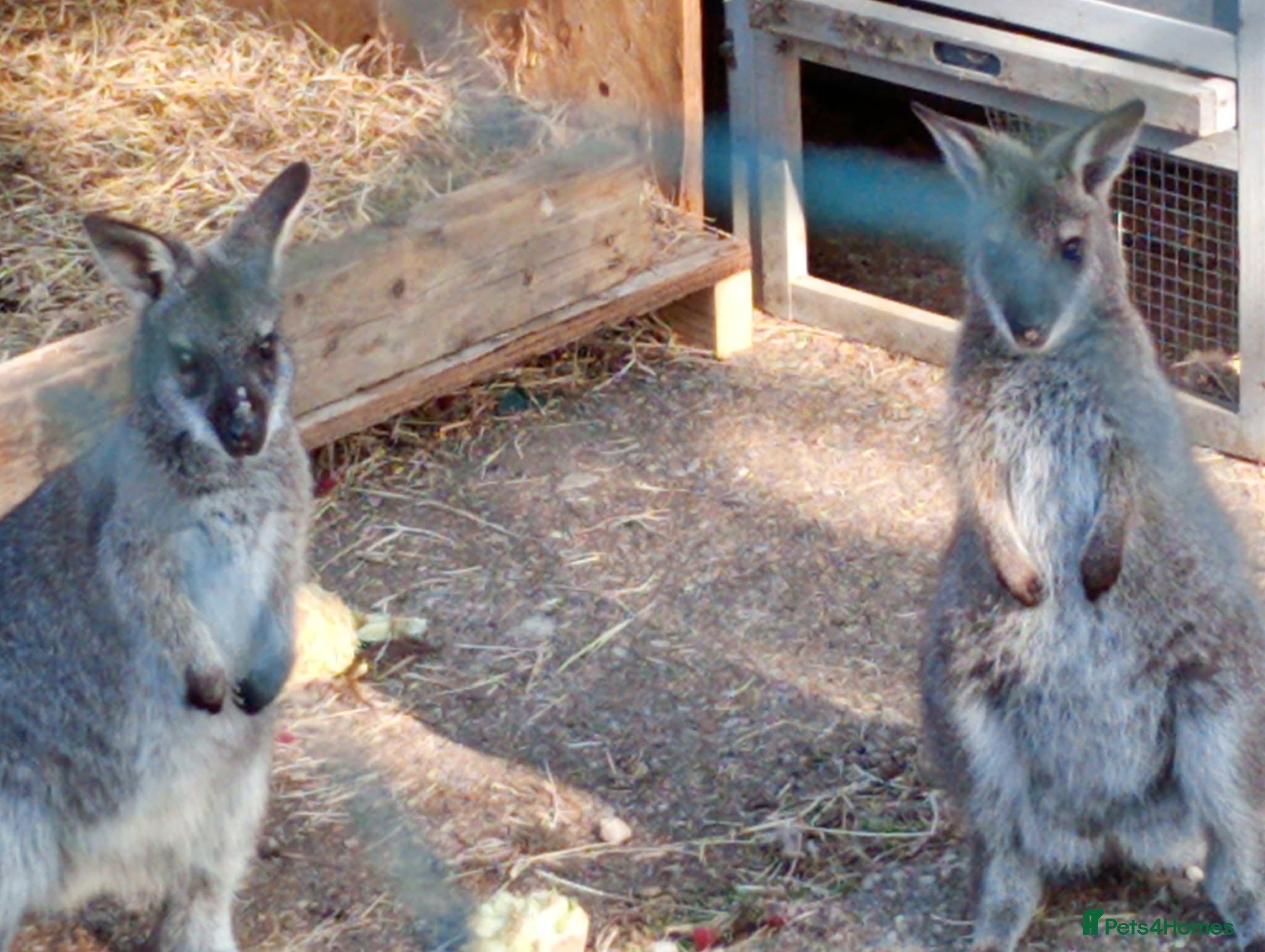 Mixed Breed livestock Pair of wallabies  - Advert 8