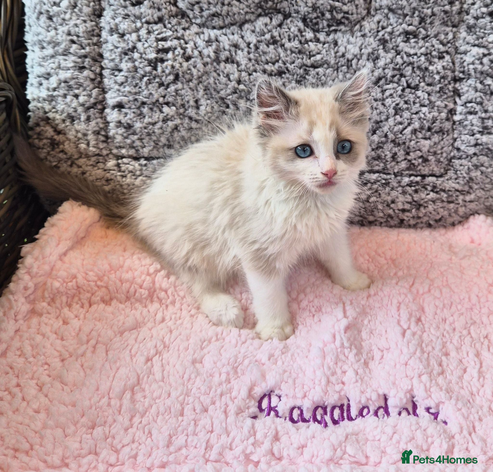 Ragdoll cats for sale: GCCF Registered Ragdoll Kittens  - Advert 3