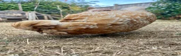 Chickens poultry for sale: Free - Two hens - Poland and Faverolle - Advert 6