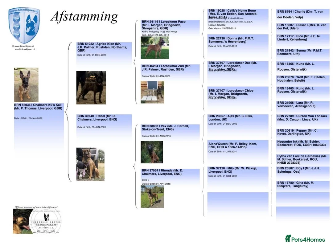 Belgian Shepherd Dog dogs for sale: Dutch herder Female BRN 56036 - Advert 10