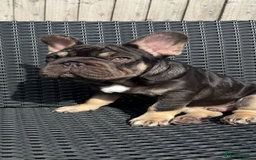 French Bulldog dogs for sale: Beautiful French bulls  - Image 15
