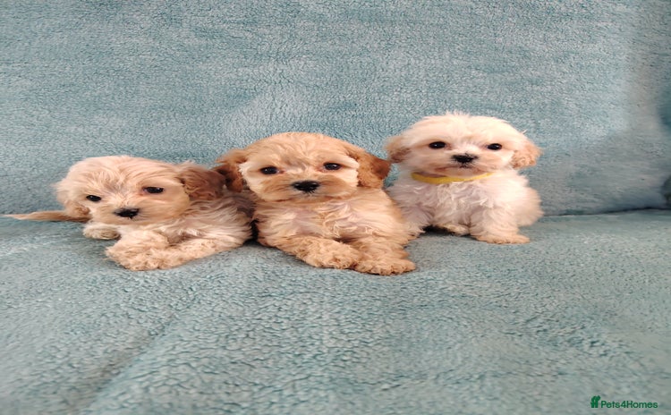 Cockapoo dogs - Advert 16