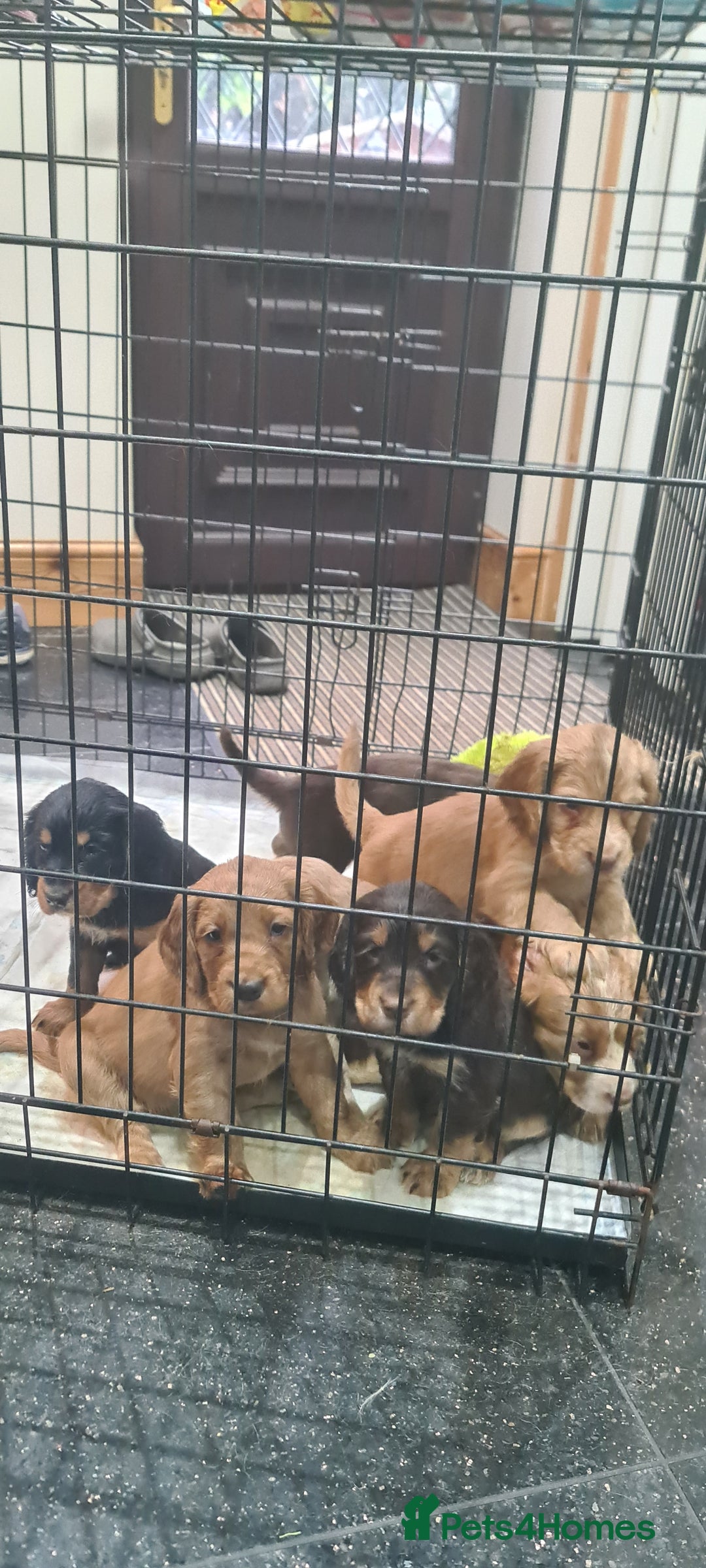 Cocker Spaniel dogs for sale: Beautiful KC Cocker Spaniel Puppies for sale  - Advert 2