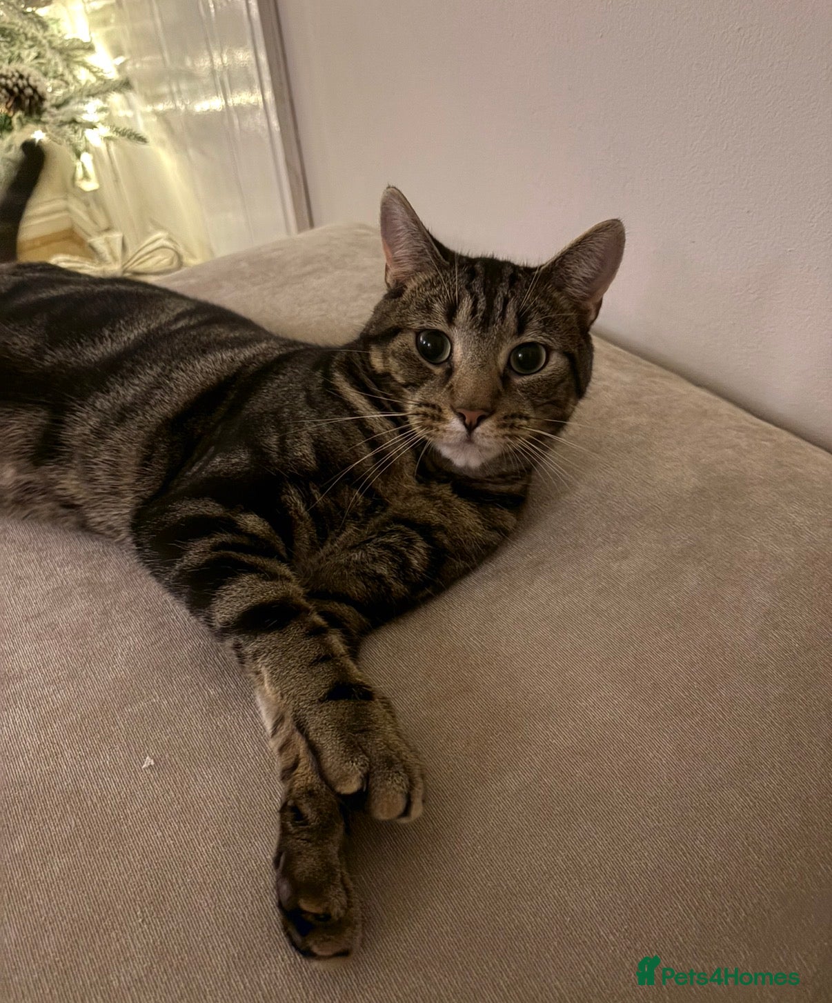 Mixed Breed cats Milo  - Advert 2