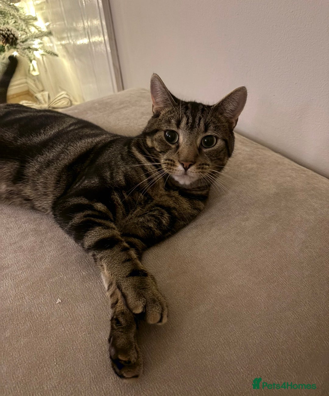 Mixed Breed cats for sale: Milo  - Advert 1