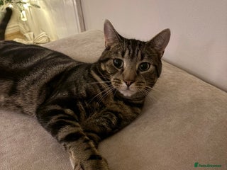 Mixed Breed cats Milo - Advert 1