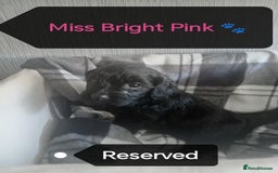 Cockapoo dogs for sale: 🐶Beautiful F1 Cockapoo Puppies🐾 - Image 13