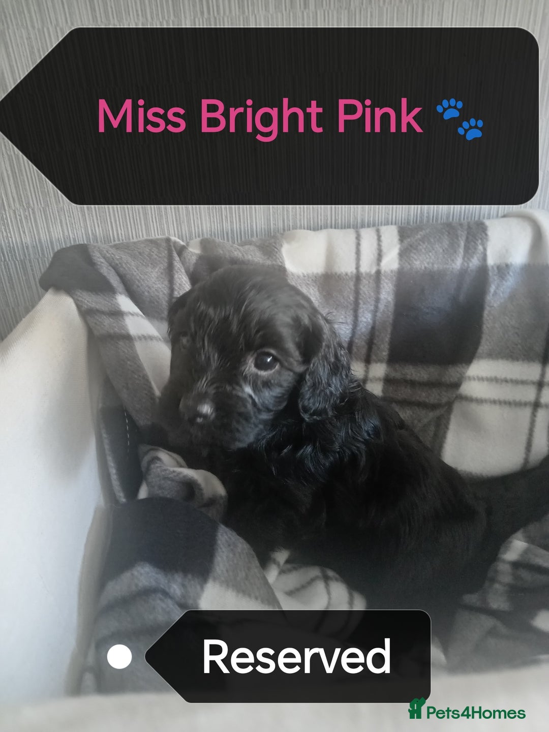 Cockapoo dogs for sale: 🐶Beautiful F1 Cockapoo Puppies🐾 - Image 13