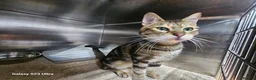 Mixed Breed cats for adoption: JIA-HEALTHY -NEUTERED- VACCINATED- MICROCHIPPED  - Advert 3