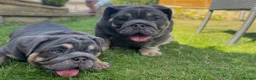 English Bulldog dogs for sale: English bulldogs blue tan fully suited boy & girl - Advert 12