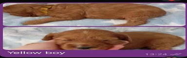 Cockapoo 4