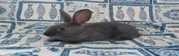 English rabbits for sale: Yurvac vaccinated purebred baby English rabbits! - Advert 11