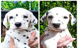 Dalmatian dogs for sale: Beautiful Dalmatian Puppies - Image 2