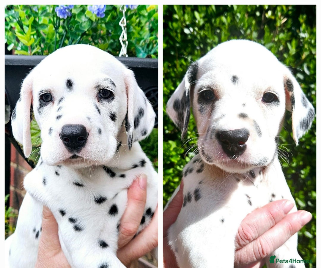 Dalmatian dogs for sale: Beautiful Dalmatian Puppies - Image 2