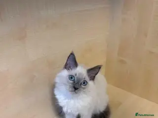 Ragdoll cats There are also 2 male cats. - Advert 8