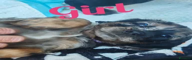 Cockapoo 2
