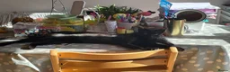 Savannah cats for sale: Beautiful Melanistic Savannah Cat – 1 Year Old in Sheffield - Advert 4