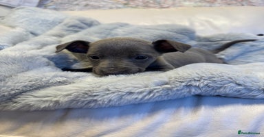 Whippet dogs - Advert 9