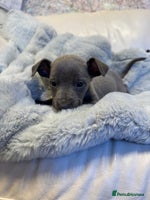 Whippet dogs - Advert 1