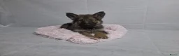 German Shepherd dogs for sale: Beautiful German shepherd puppies - Advert 15