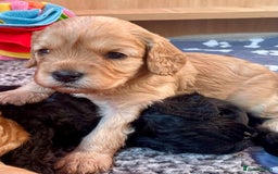 Cavapoo dogs for sale: Cavapoo - Image 1
