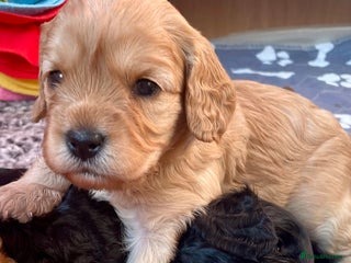 Cavapoo dogs - Advert 29