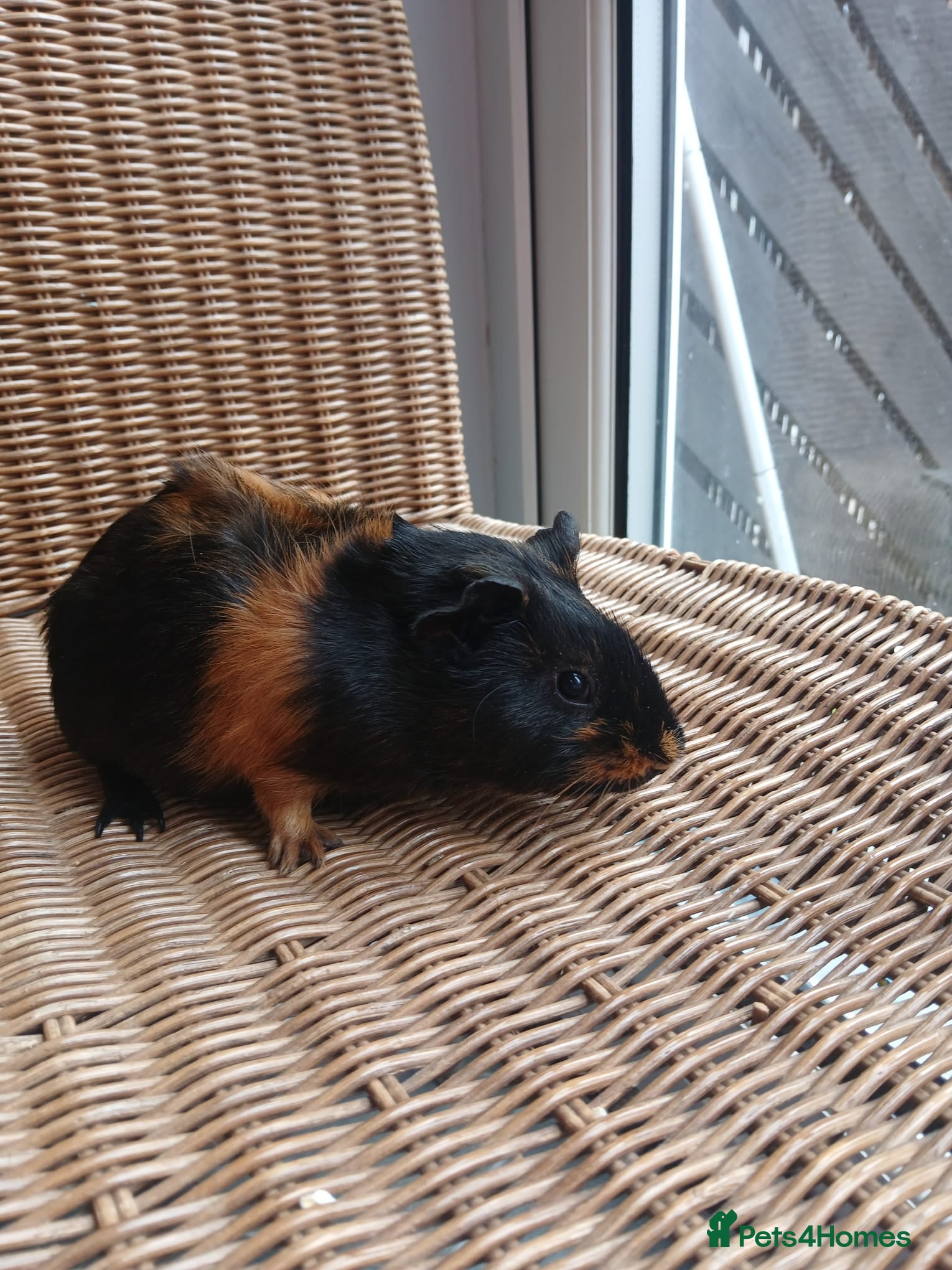 Guinea Pig rodents for sale: Guinea pigs for sale in York - Advert 10