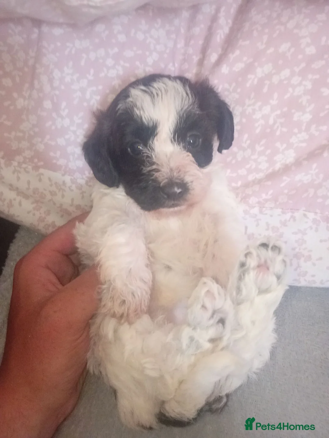 Doxiepoo dogs for sale: Doxipoo puppies - Advert 1