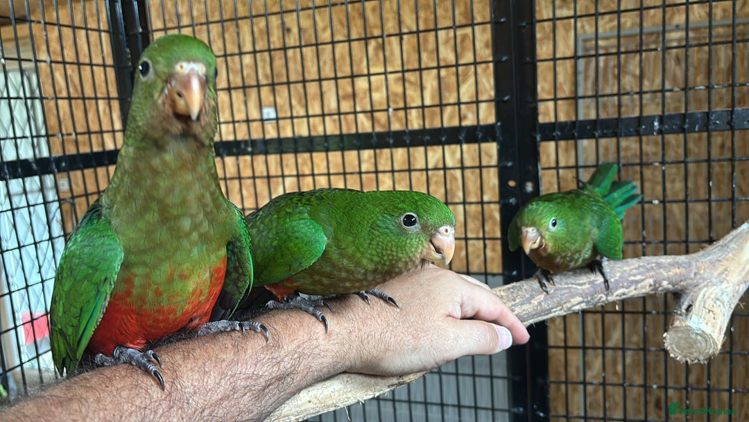 Parrots birds for sale: Baby hand reared Australian king parrots - Image 2