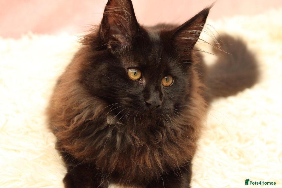 Maine Coon cats for sale: 🔥Last Maine Coon kitten available 🔥 - Image 23