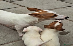 Jack Russell dogs for sale: Jolly Joyful Jack Russells  - Image 14