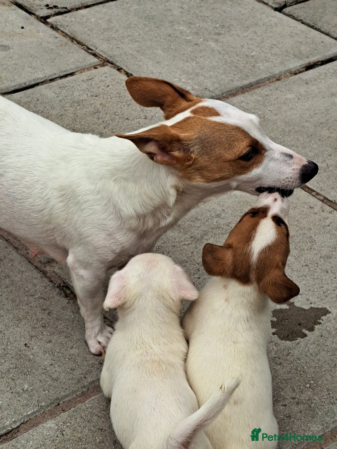 Jack Russell dogs for sale: Jolly Joyful Jack Russells  - Image 14