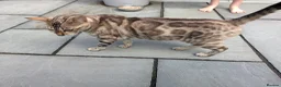 Bengal cats for sale: TICA registered pure bred Bengal kittens  - Advert 3