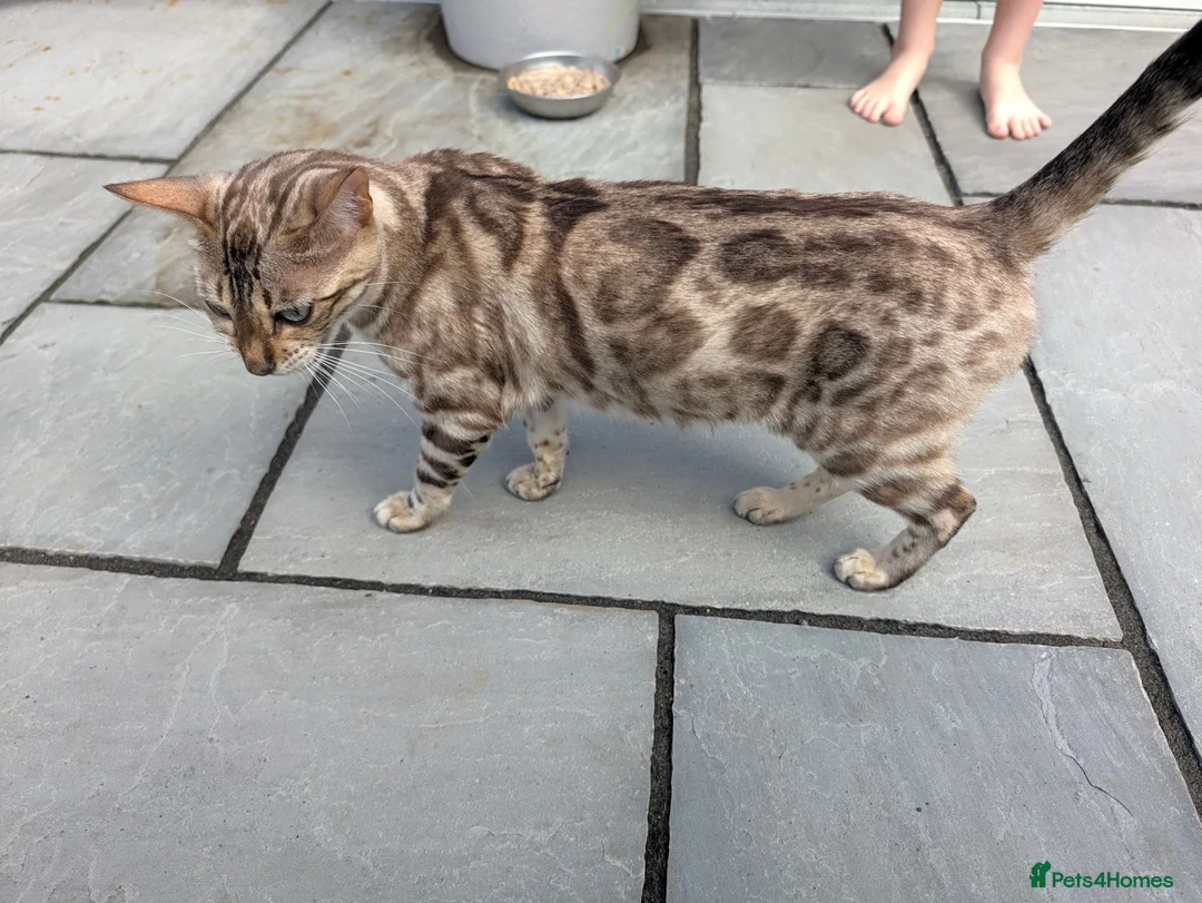 Bengal cats for sale: READY!! TICA registered pure bred Bengal kittens  - Advert 2