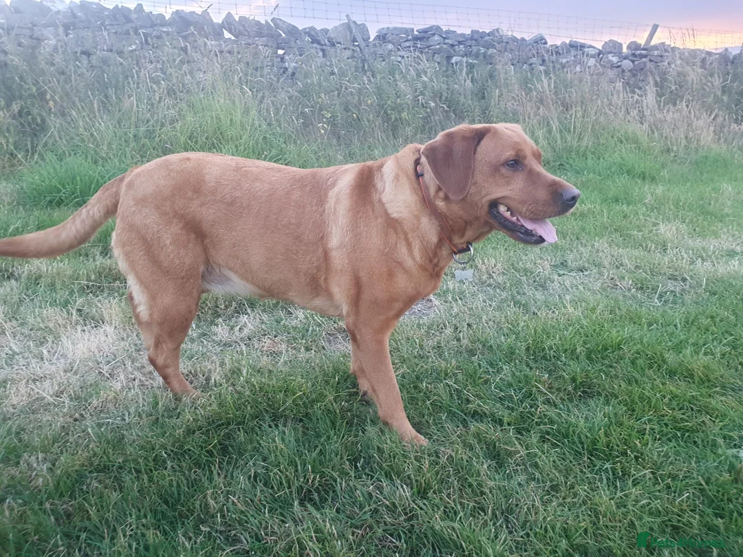 Labrador Retriever dogs for sale: KC Labrador Puppies 🧬 Sire Clear all 7 DNA Tests - Advert 20