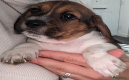 Mixed Breed dogs for sale: Shweenie puppy for sale - Image 11
