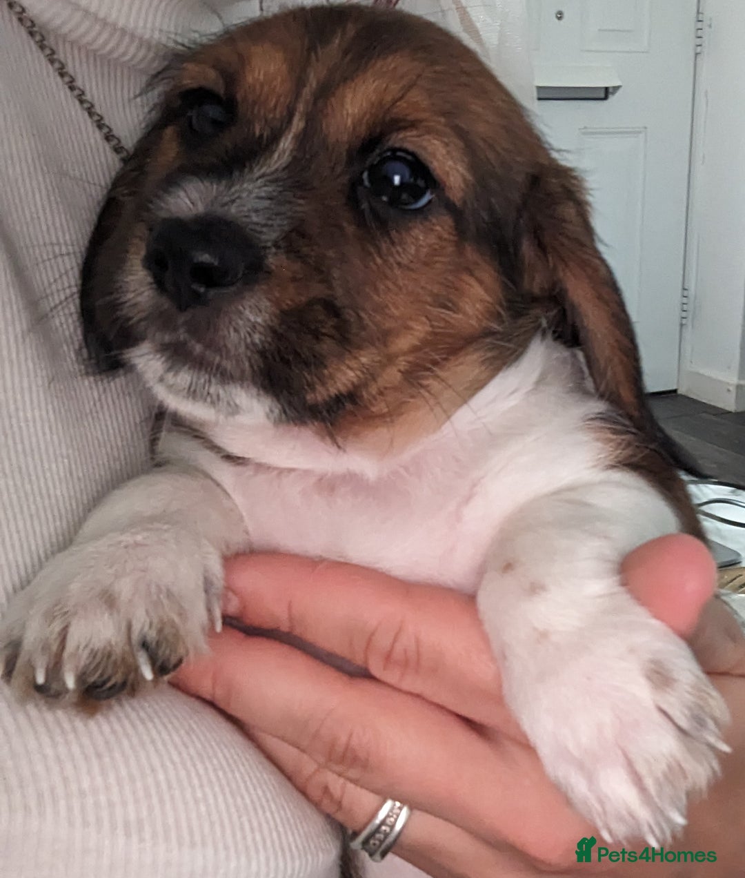 Mixed Breed dogs for sale: Shweenie puppy for sale - Image 11