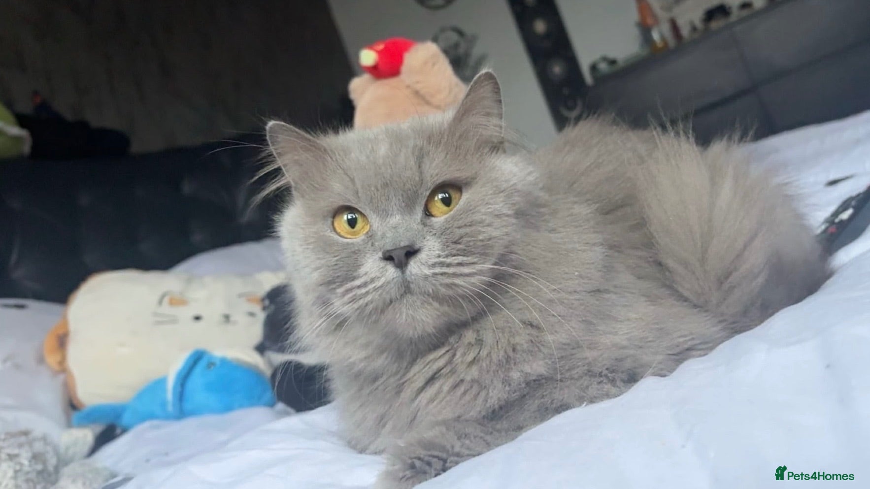 British Longhair cats Adorable British x longhair kittens 🐾 🐱  - Advert 2