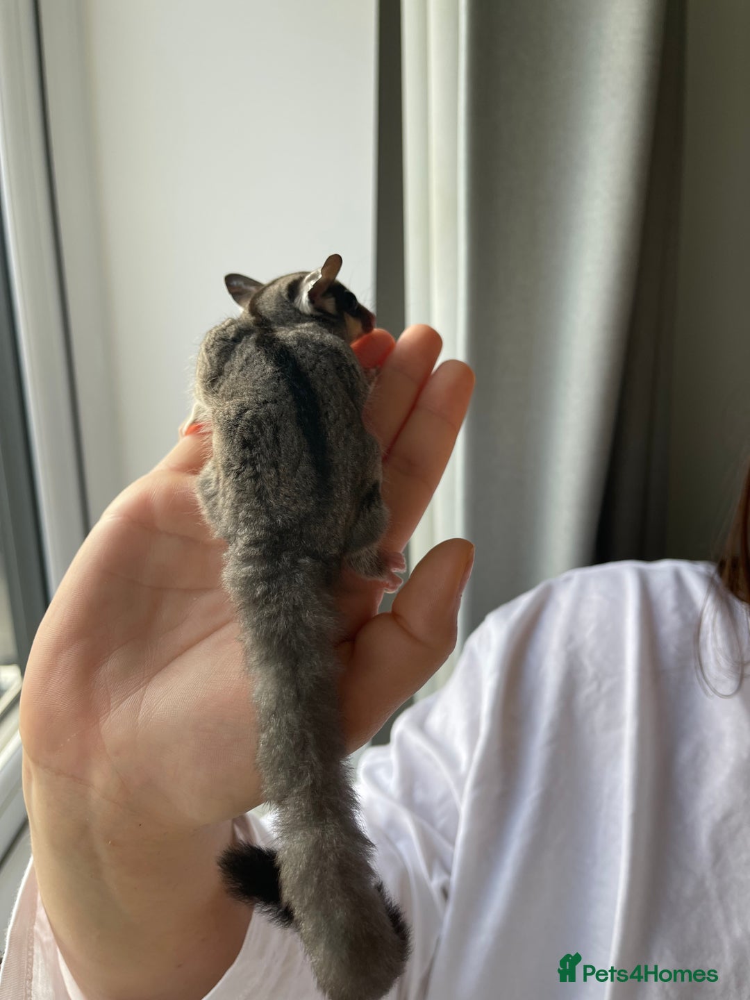 Sugar Glider rodents for sale: Two Female Sugar Glider Joeys - Advert 9