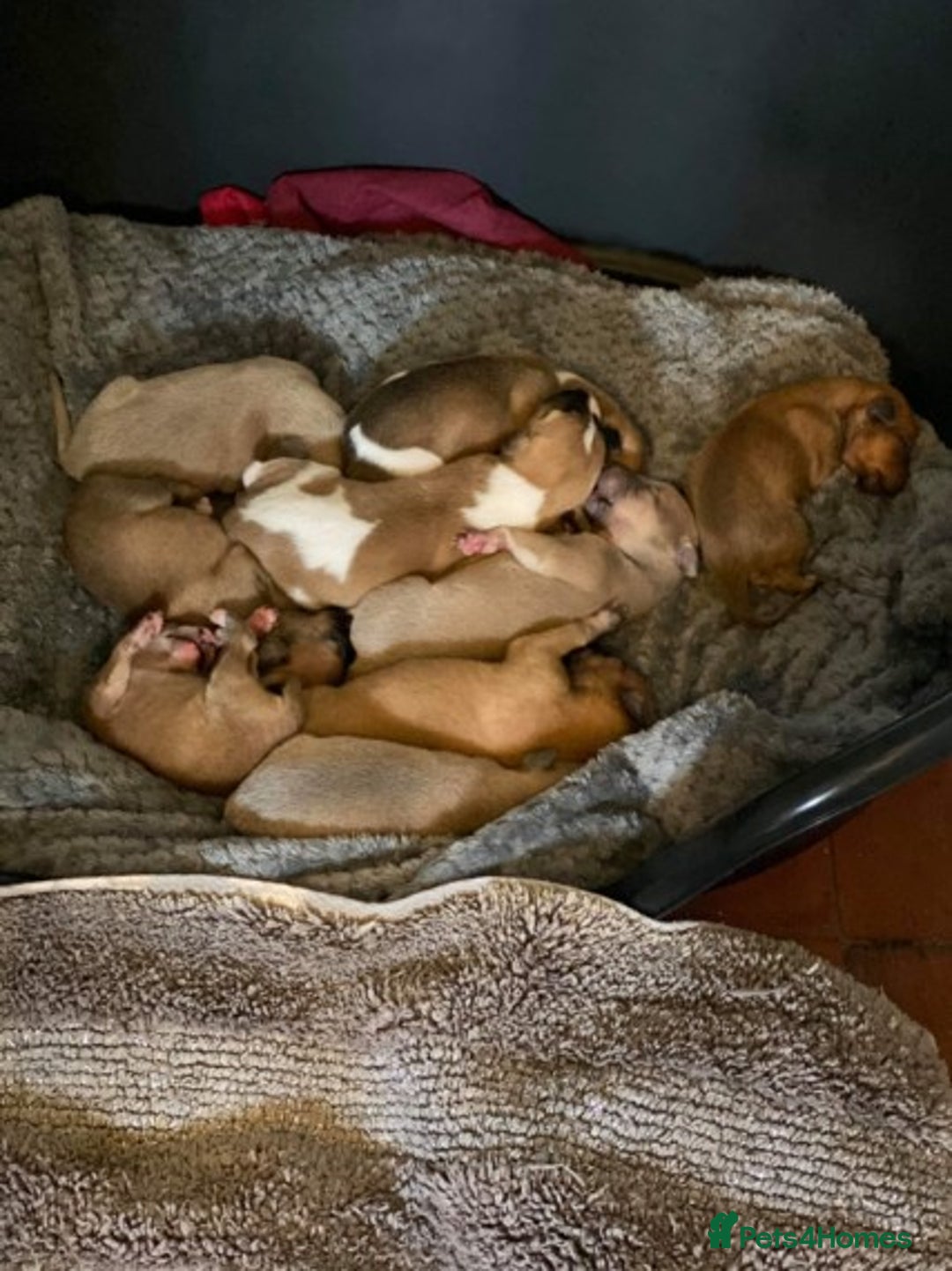 Whippet dogs for stud: KC Registered Whippet Dog in Swadlincote - Image 10