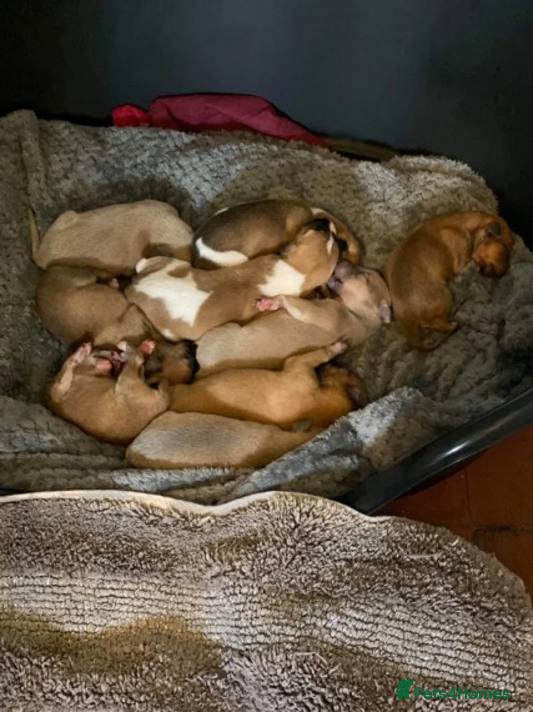 Whippet dogs for stud: KC Registered Whippet Dog in Swadlincote - Advert 10