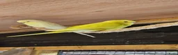 Budgerigars birds for sale: Budgies - Advert 6