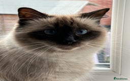 Ragdoll cats for sale: Stunning ragdoll kittens for sale  - Image 17