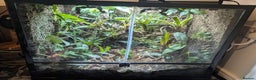 Frog reptiles for sale: Proven Pair of dart frog (Oophaga "Colón") & setup - Advert 6