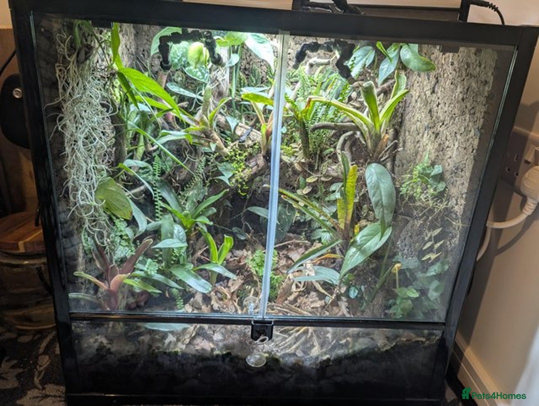 Frog reptiles for sale: Proven Pair of dart frog (Oophaga "Colón") & setup - Advert 6