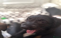 Mixed Breed dogs for sale: 4beautiful terrierxGerman ShepherdxLabrador puppy - Image 14